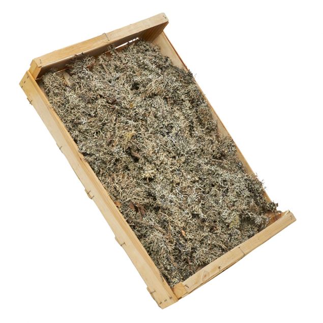 Image de Lichens végétaux boîte d'environ 500 grammes