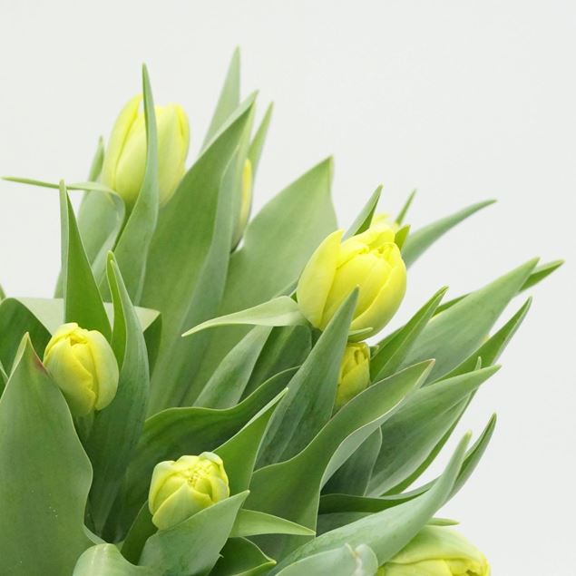 Image de Tulipes bio suisses jaunes  21 pieces