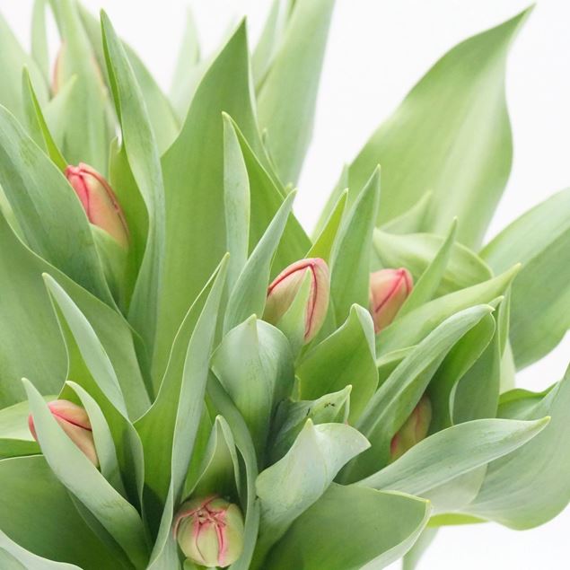 Image de Tulipes bio suisses rouges  21 pieces