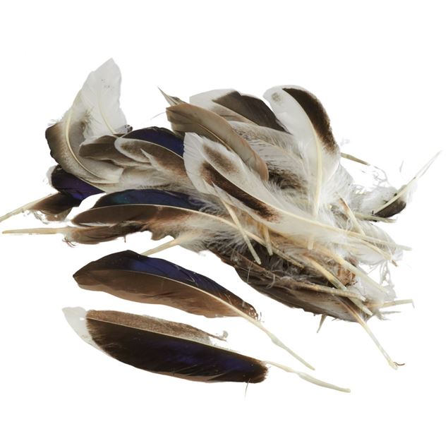Image de plumes de canard 'nature' Box à 45gr