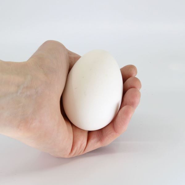 Image sur œufs d'oies 'soufflés' 1 pièces