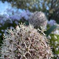Blauzungen-Lauch - Allium karataviense