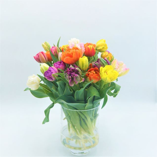 Image de Tulipes bio suisses multicolores 21 pieces