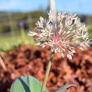 Image sur Poireaux Bluetongue - Allium karataviense