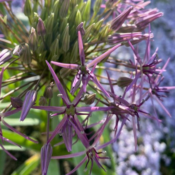 Image sur Poireau à bulbe étoilé - Allium christophii