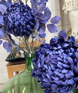 Bild von Chrysantheme dunkelblau 64cm