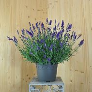 Bild von Lavendel - Lavandula angustifolia