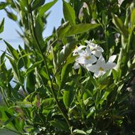 Bild von Sommer Jasmin - Solanum jasminoides