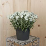 Bild von Edelweiss - Leontopodium alpinum