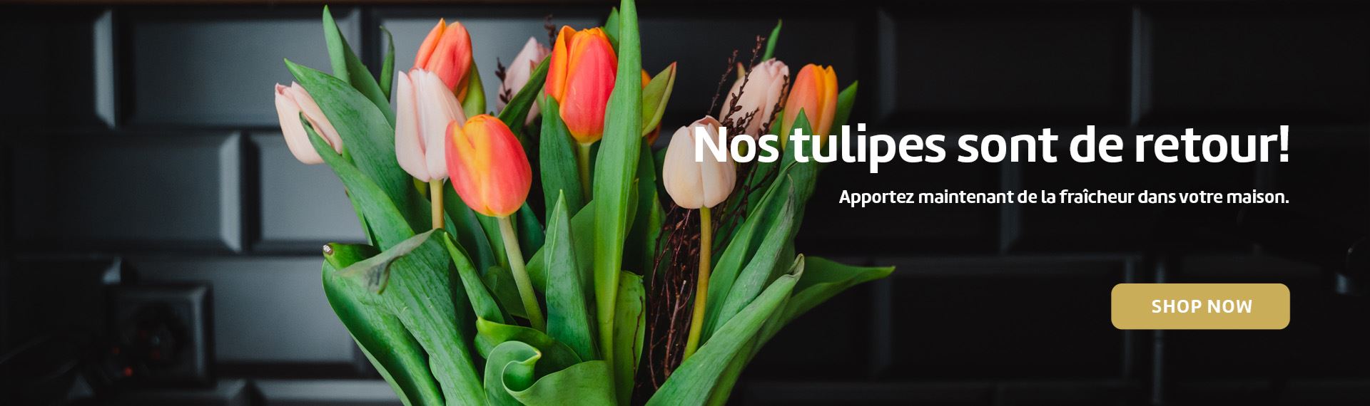 Nos tulipes sont de retour! Apportez maintenant de la Fraicheur dans votre maison.