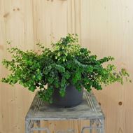 Bild von Rundblättriger Garten-Dost - Origanum rotundifolium