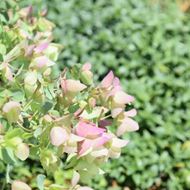 Image sur Roussette de jardin à feuilles rondes - Origanum rotundifolium