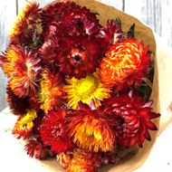 Trockenblumen Bund Helichrysum (Strohblumen) orange rot