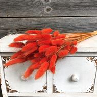 Lagurus Trockenblumenstrauss Samtpfoten orange