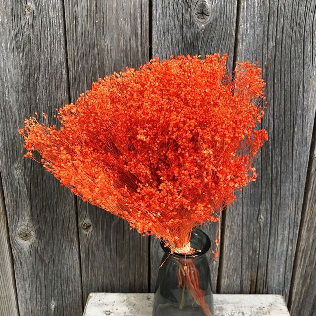 Broom Bloom Ginsterblüte Trockenblumenstrauss orange