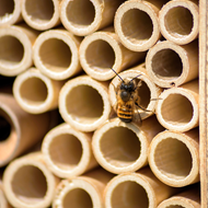 BeeHome One mit harmlosen Mauerbienen