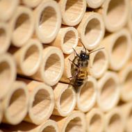 BeeHome Pro mit Mauerbiene am Niströhrchen