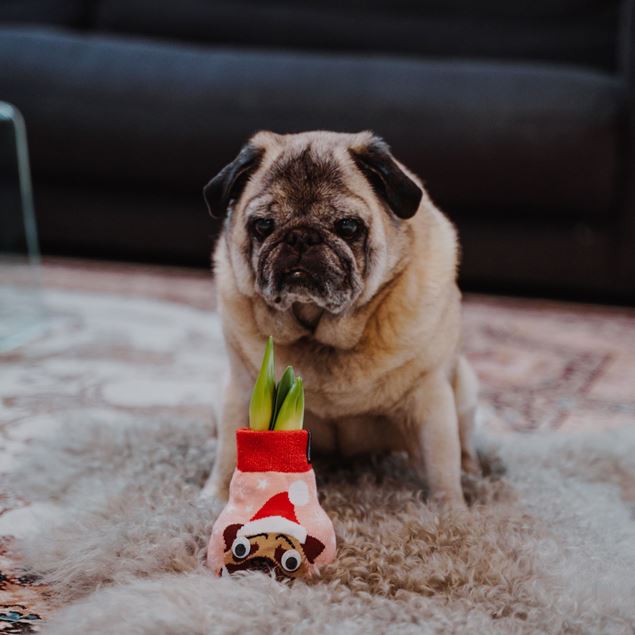 Bild von Amaryllis in Fun Weihnachtssocke Hund