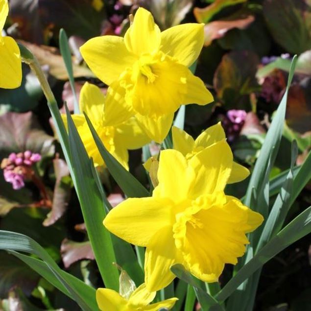 Osterglocke - Narcissus Cultivars 
