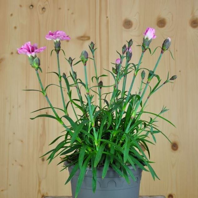 Nelke - Dianthus Hybrida