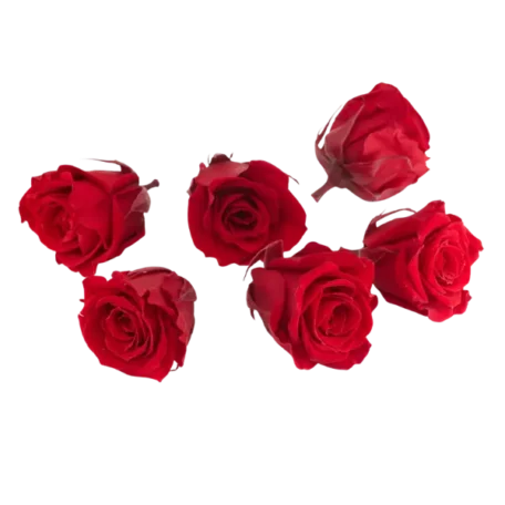 Rose lyophilisée mini 'rouge' Ø4cm h3.5cm set de 6