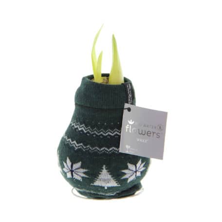 Amaryllis dans une chaussette norvégienne verte