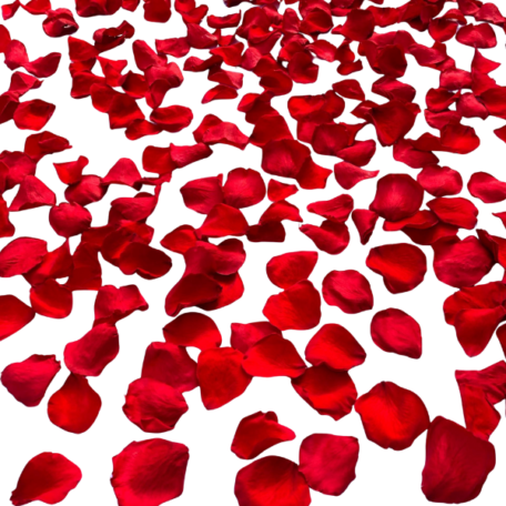 Echte rote stabilisierte Rosenblüten - Rosenblätter zum Streuen
