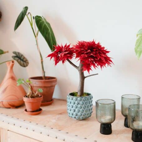 Ahorn stabilisierter Bonsai - mittel