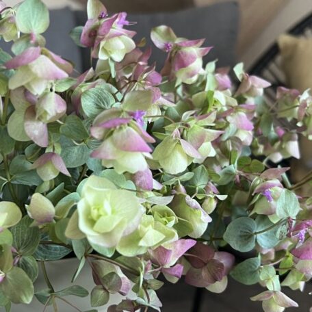 Rundblättriger Garten-Dost - Origanum rotundifolium