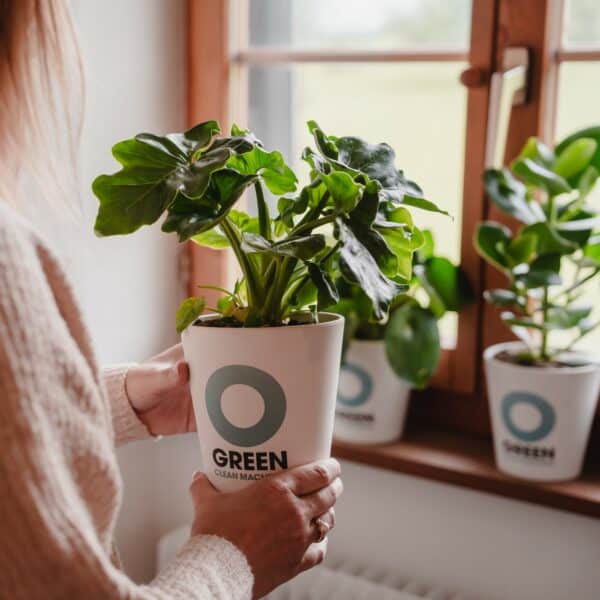 Superbe / Philodendron - plante purificatrice d'air