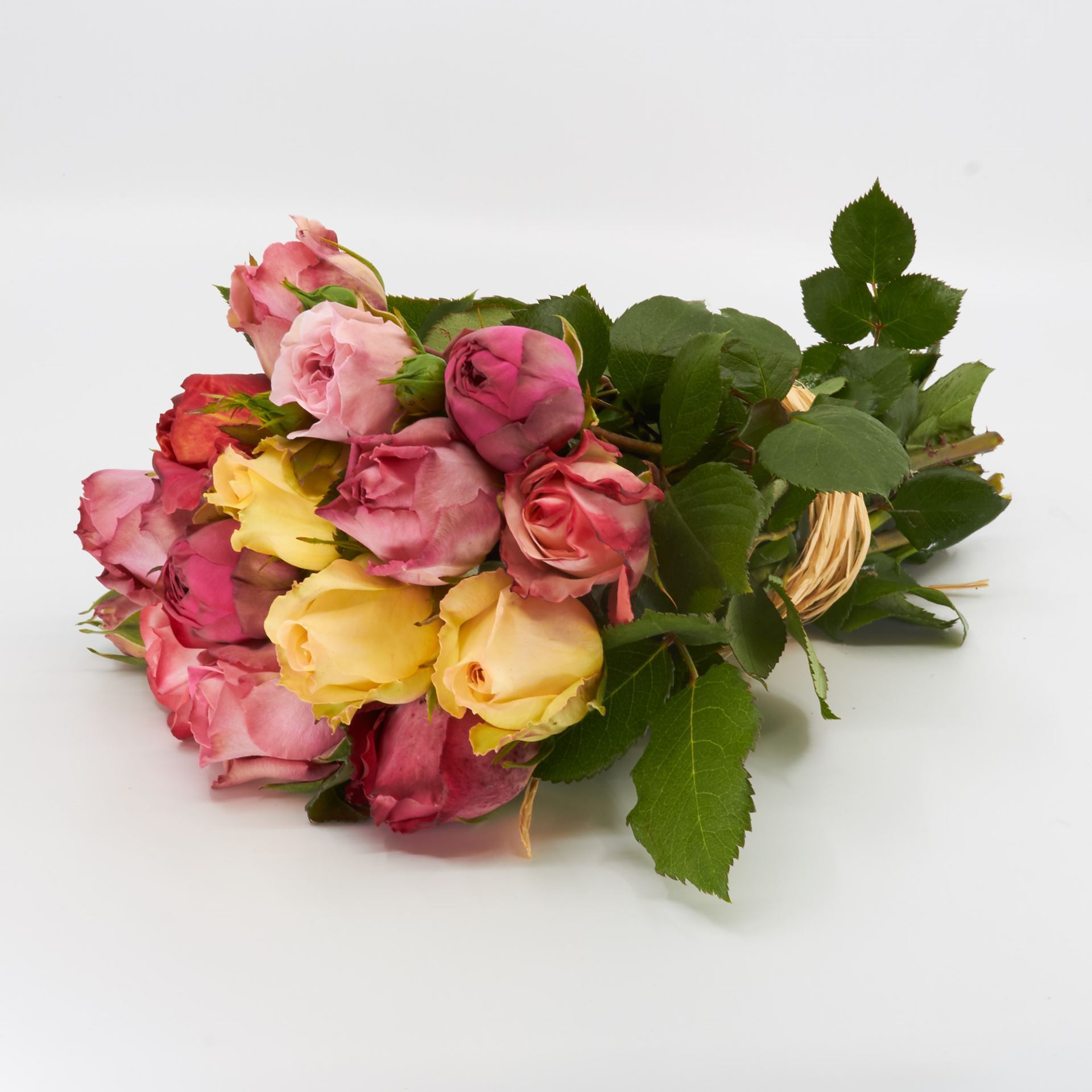 Freilandrose 'mix' 25cm ca. 10er Bund