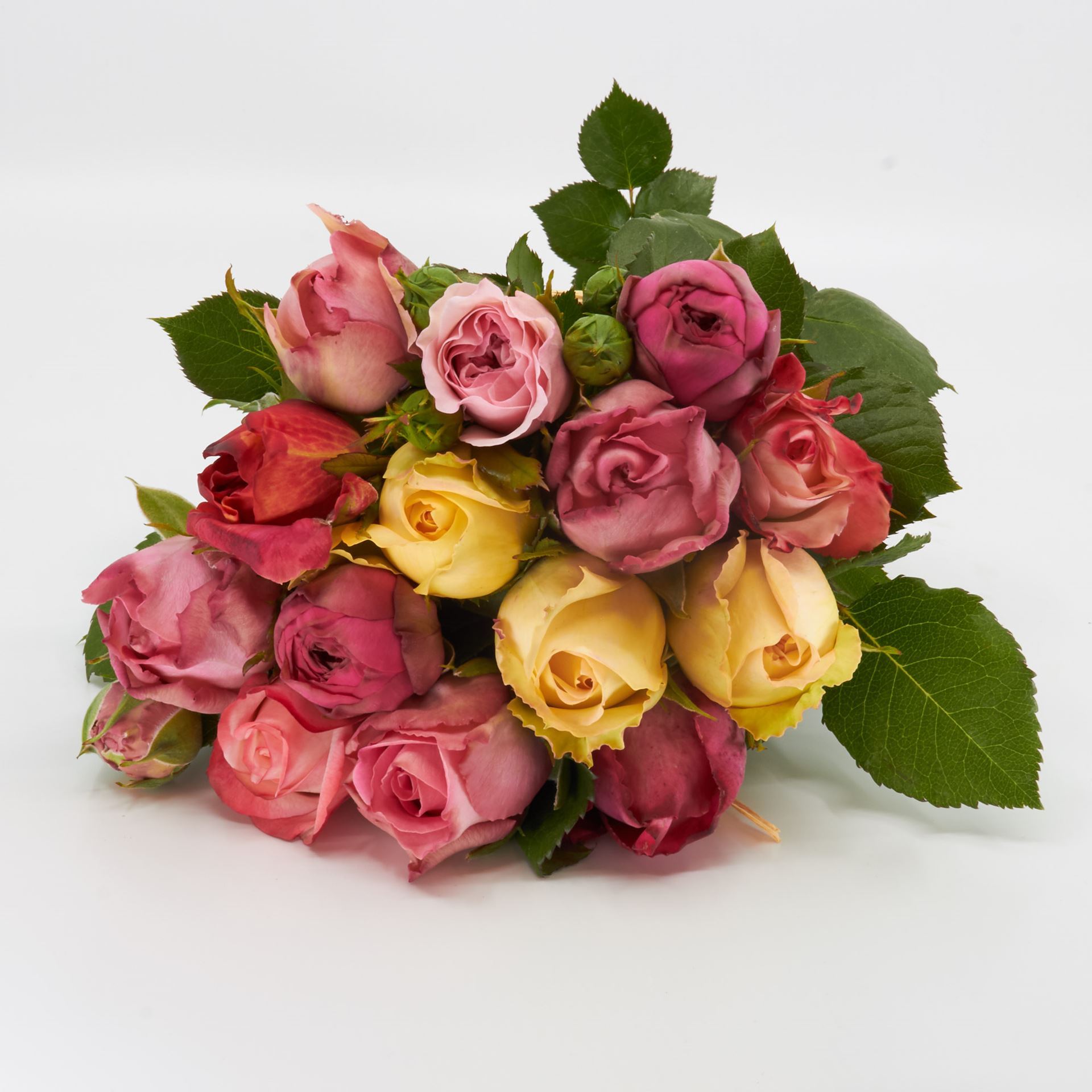 Freilandrose 'mix' 25cm ca. 10er Bund