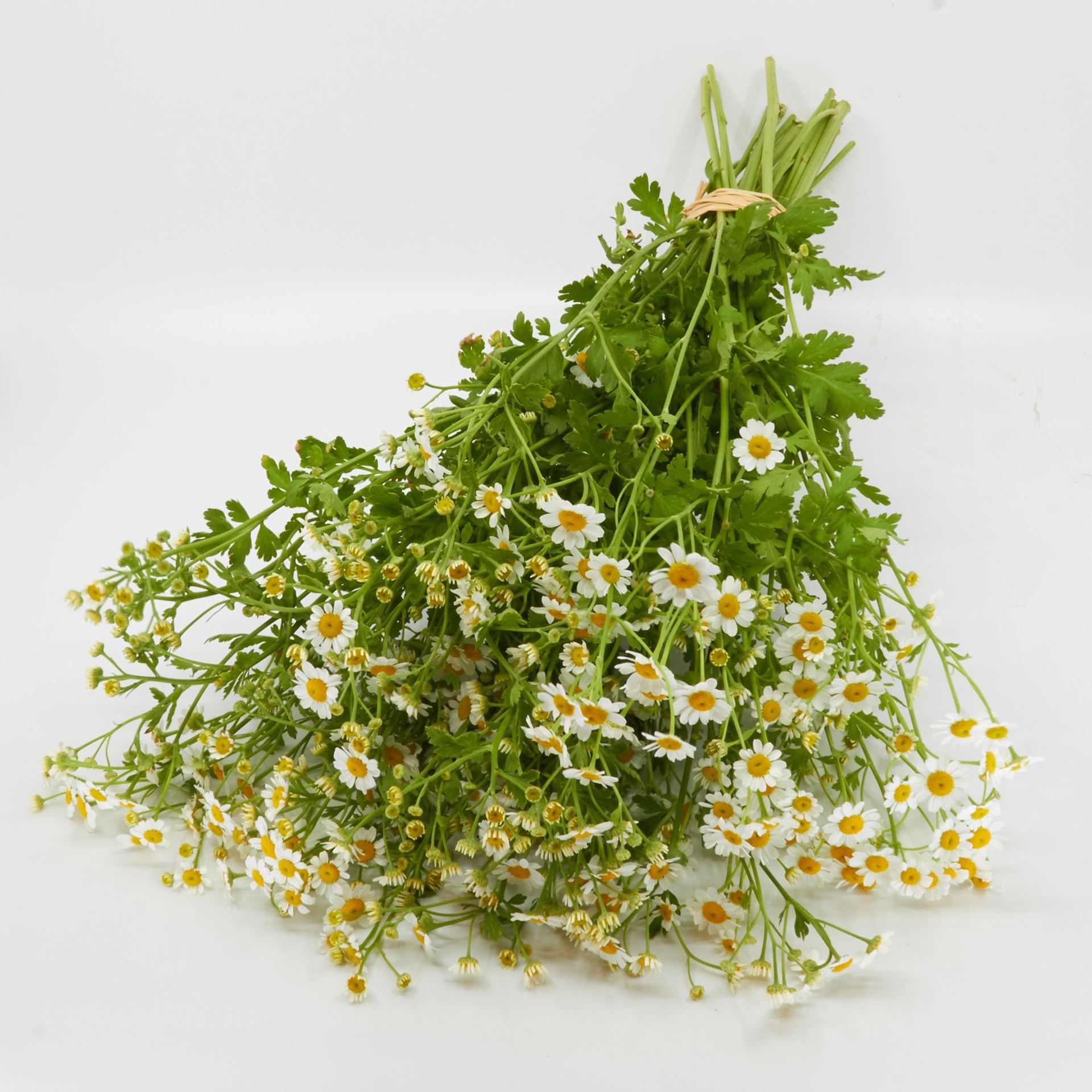 Freiland-Tanacetum 'frisch vom Gärtner' 10er Bund