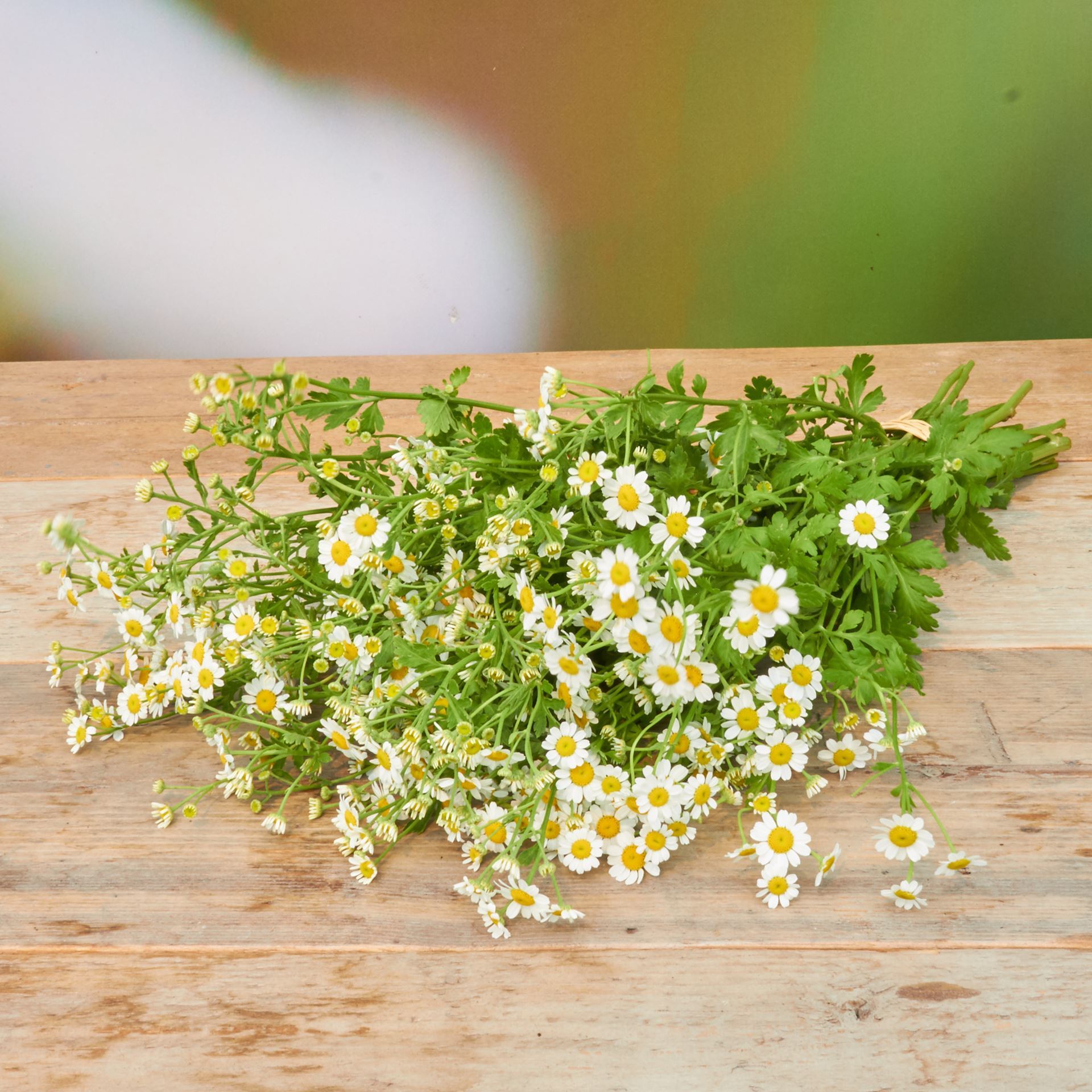 Freiland-Tanacetum 'frisch vom Gärtner' 10er Bund