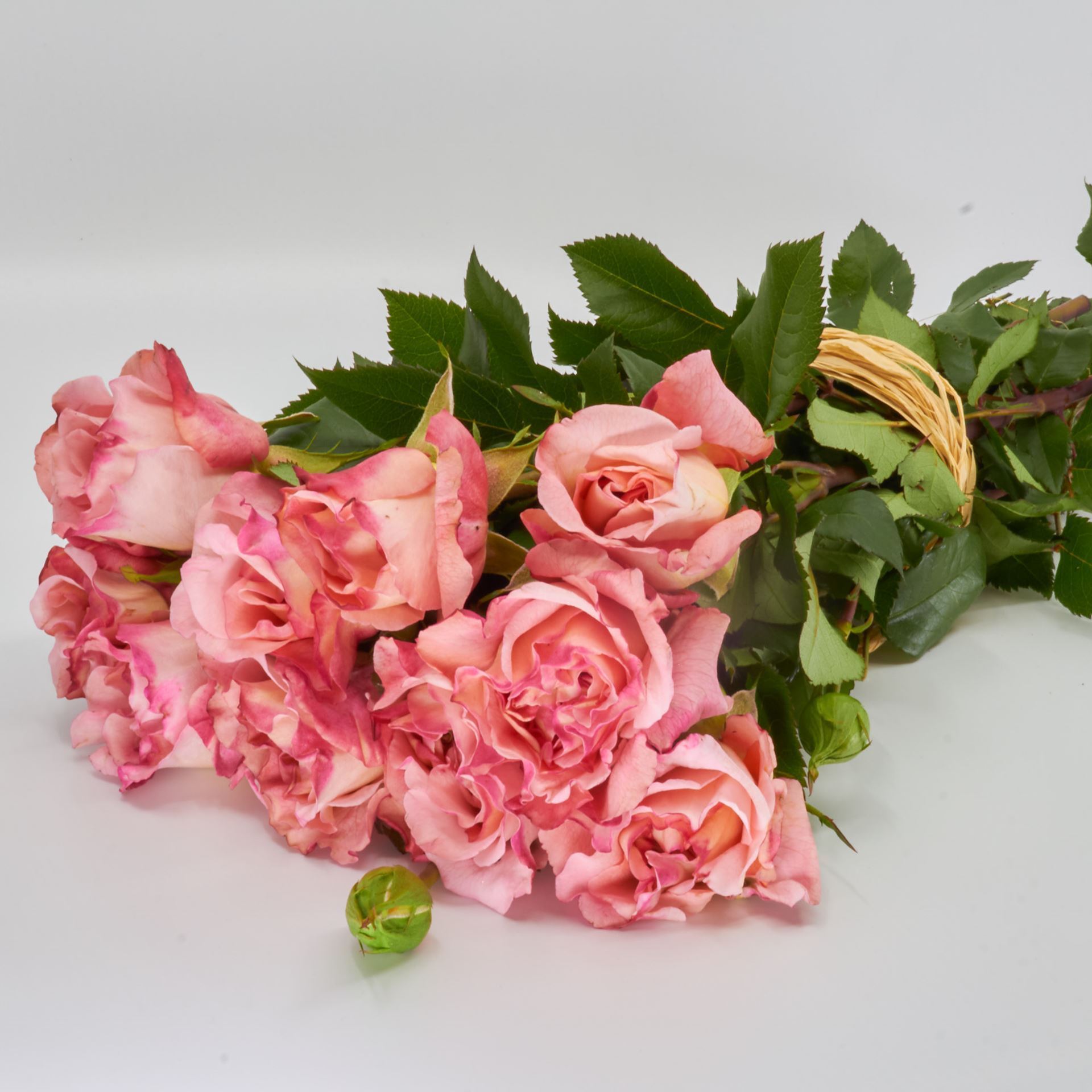 Freiland-Duftrose 'Augusta Luise' 35cm 10er Bund
