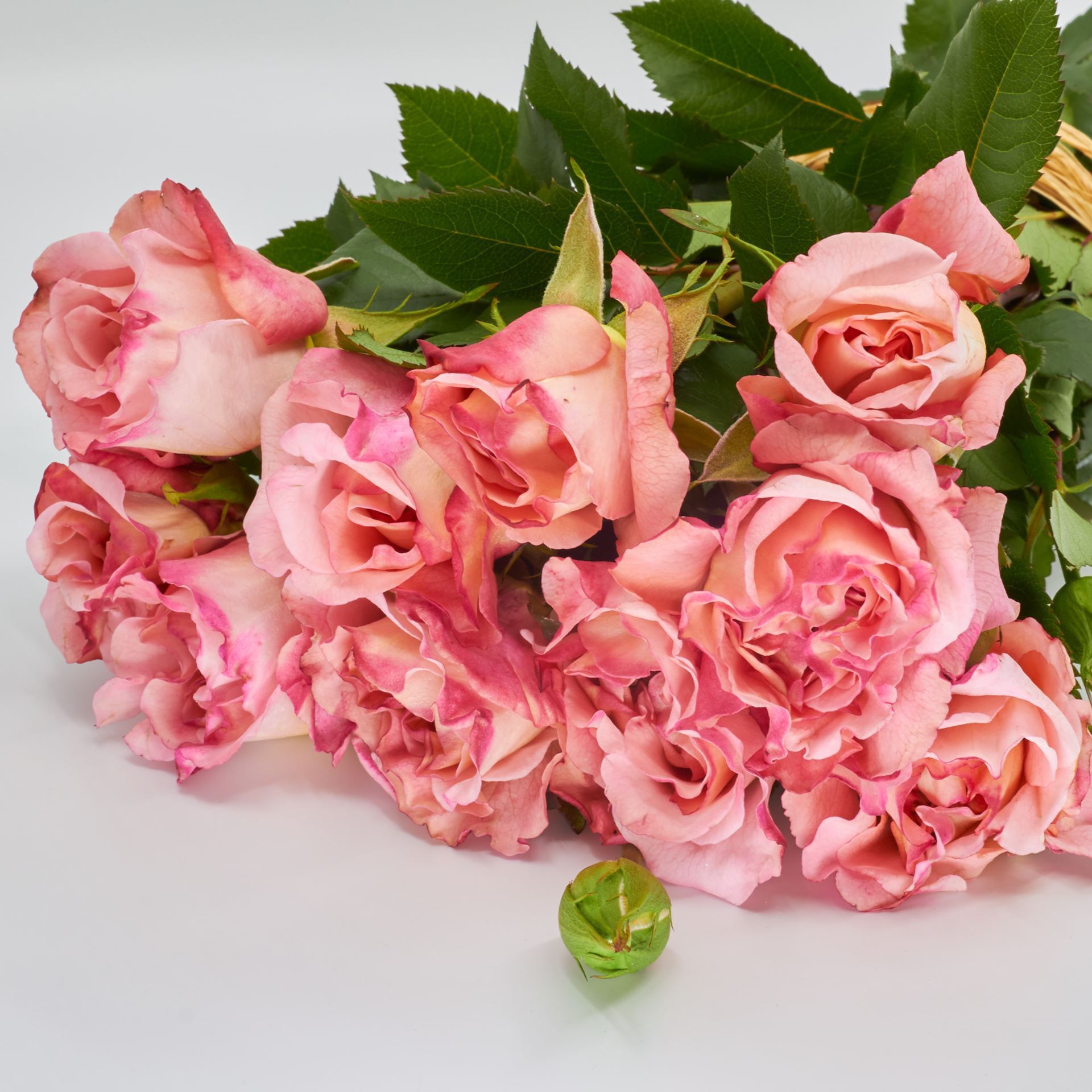 Freiland-Duftrose 'Augusta Luise' 35cm 10er Bund