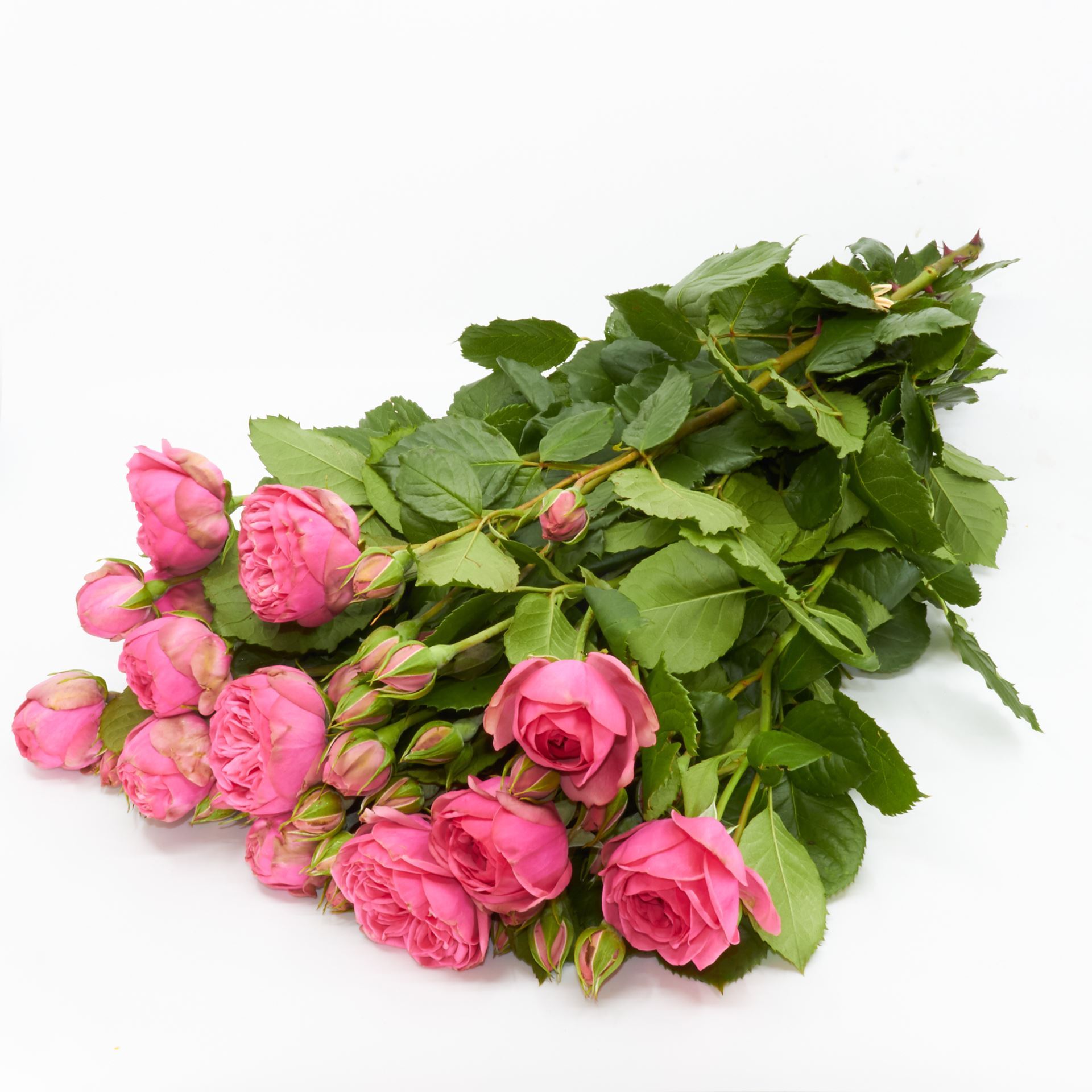 Freilandrose 'Pink Piano' 10 Stück