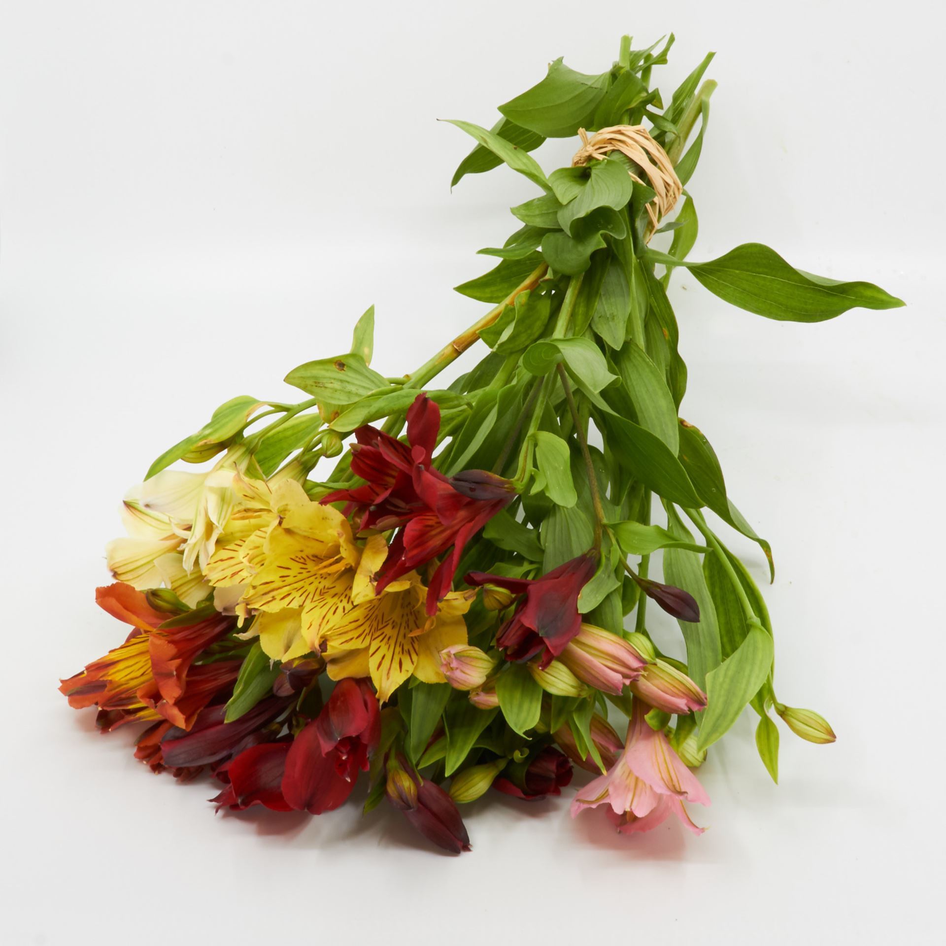 Freiland-Alstroemeria 'frisch vom Gärtner' mix 7er Bund