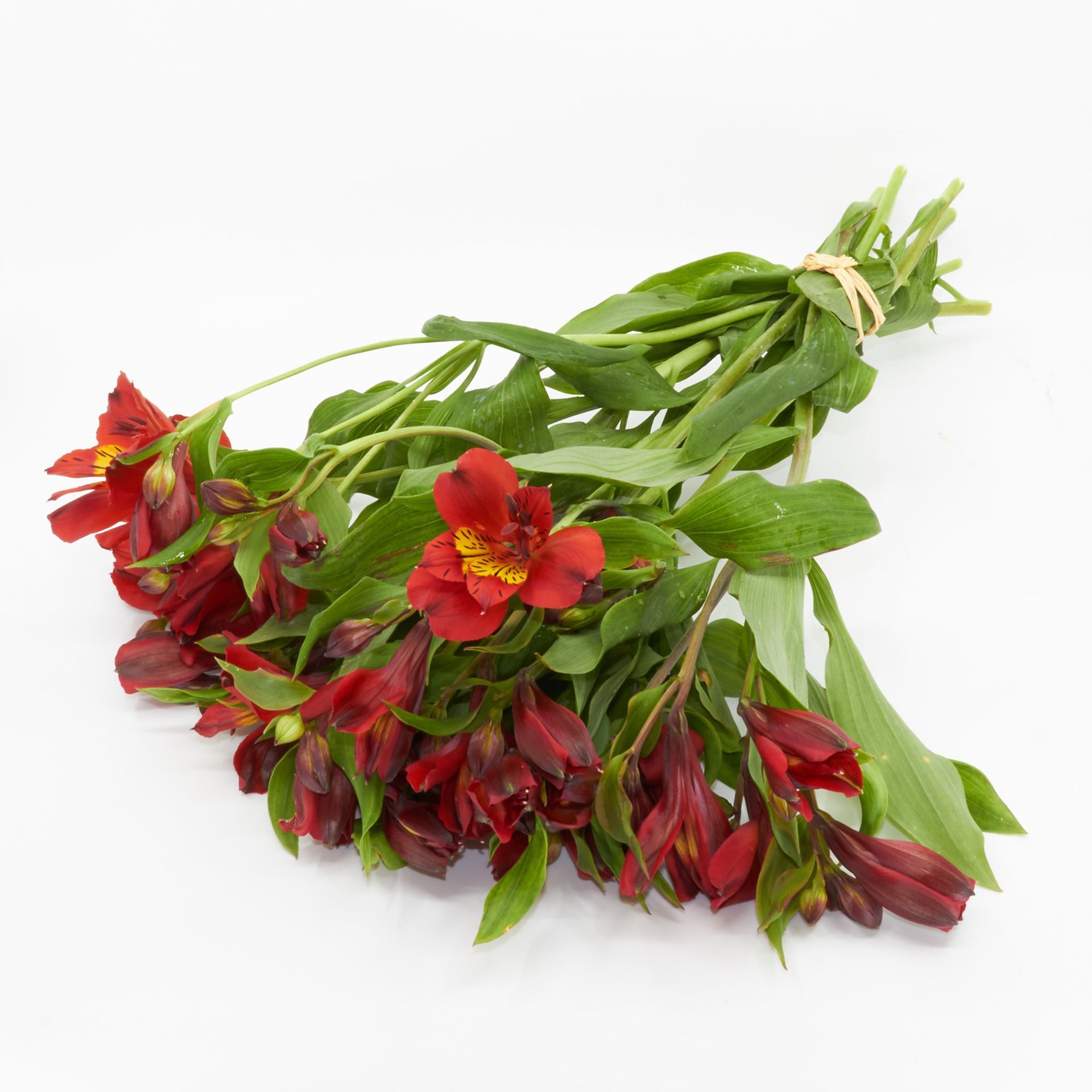 Freiland-Alstroemeria 'frisch vom Gärtner' rot 7er Bund