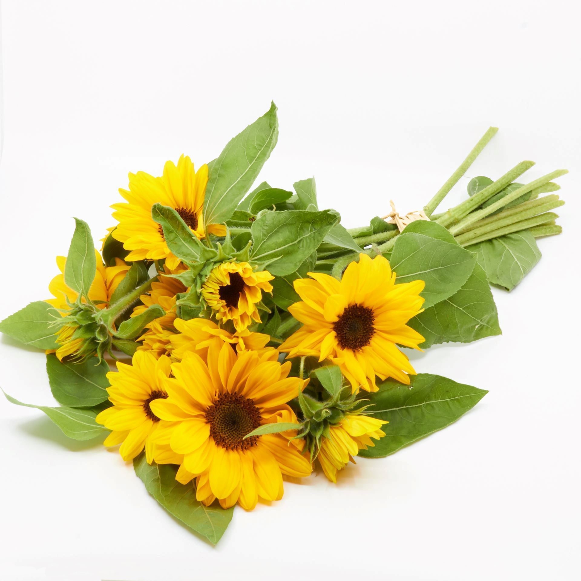 Sonnenblumen Freiland 'frisch vom Gärtner' grossblütig 10er Bund