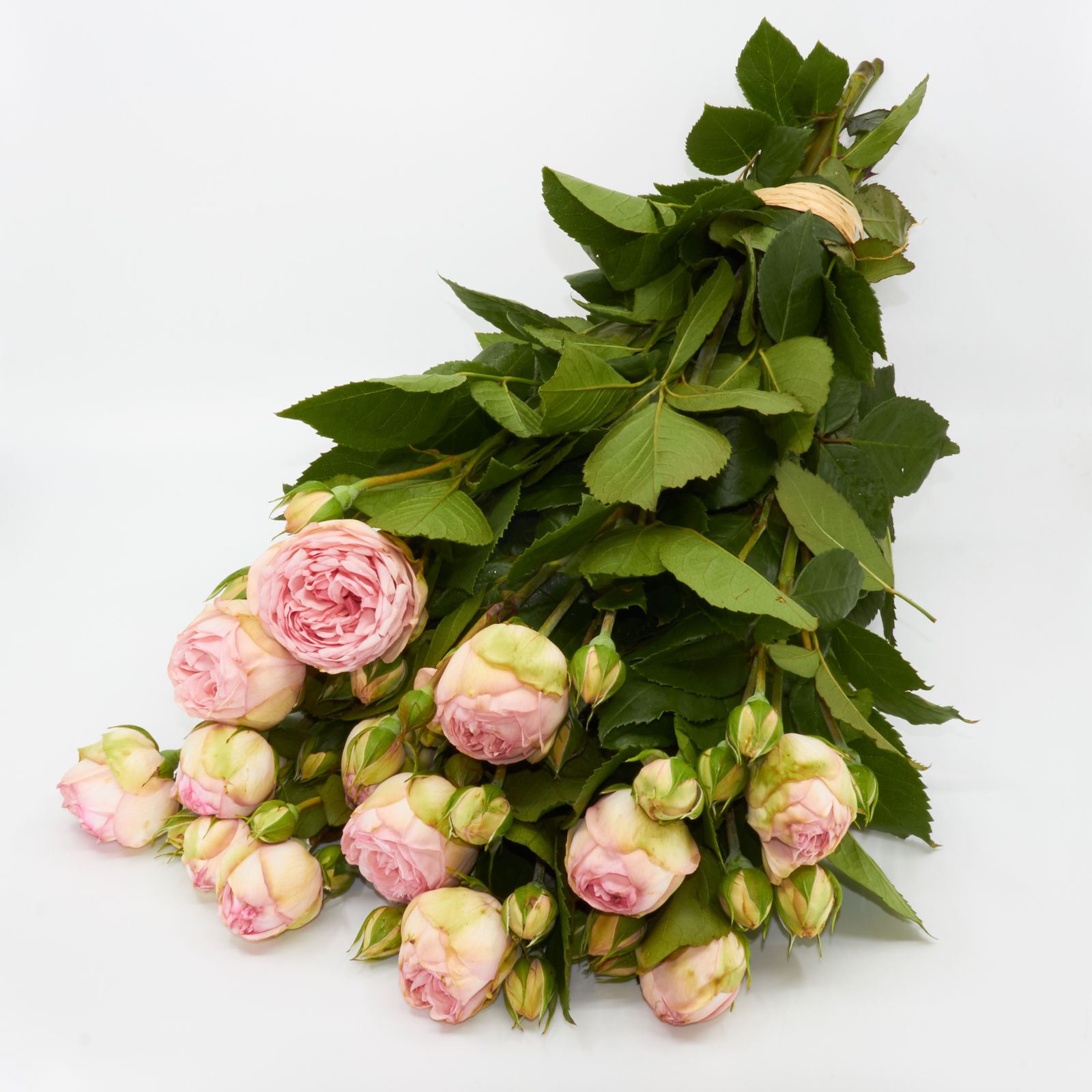 Freilandrose 'Charming Piano' 10 Stück