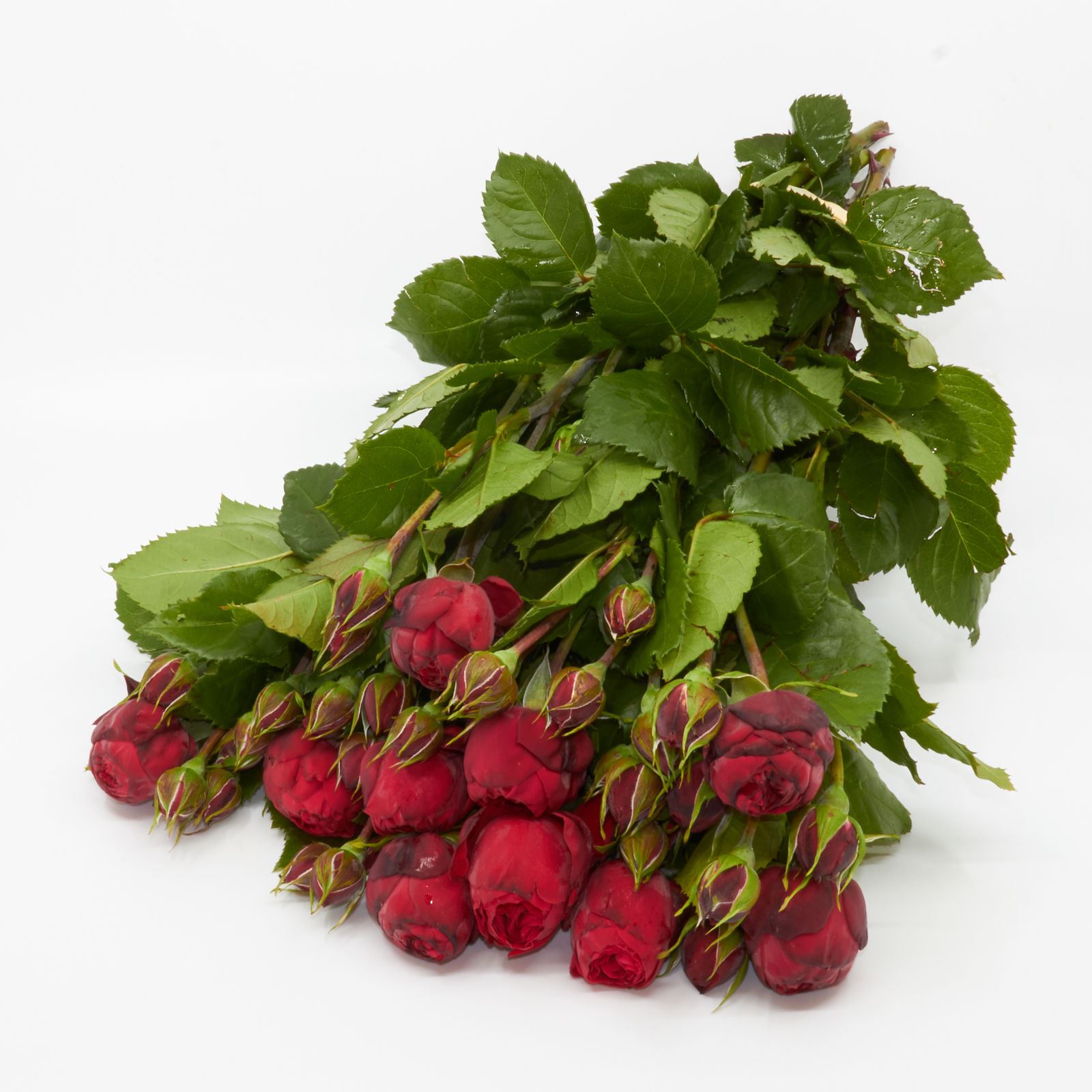 Freilandrose 'Red Piano' 10 Stück
