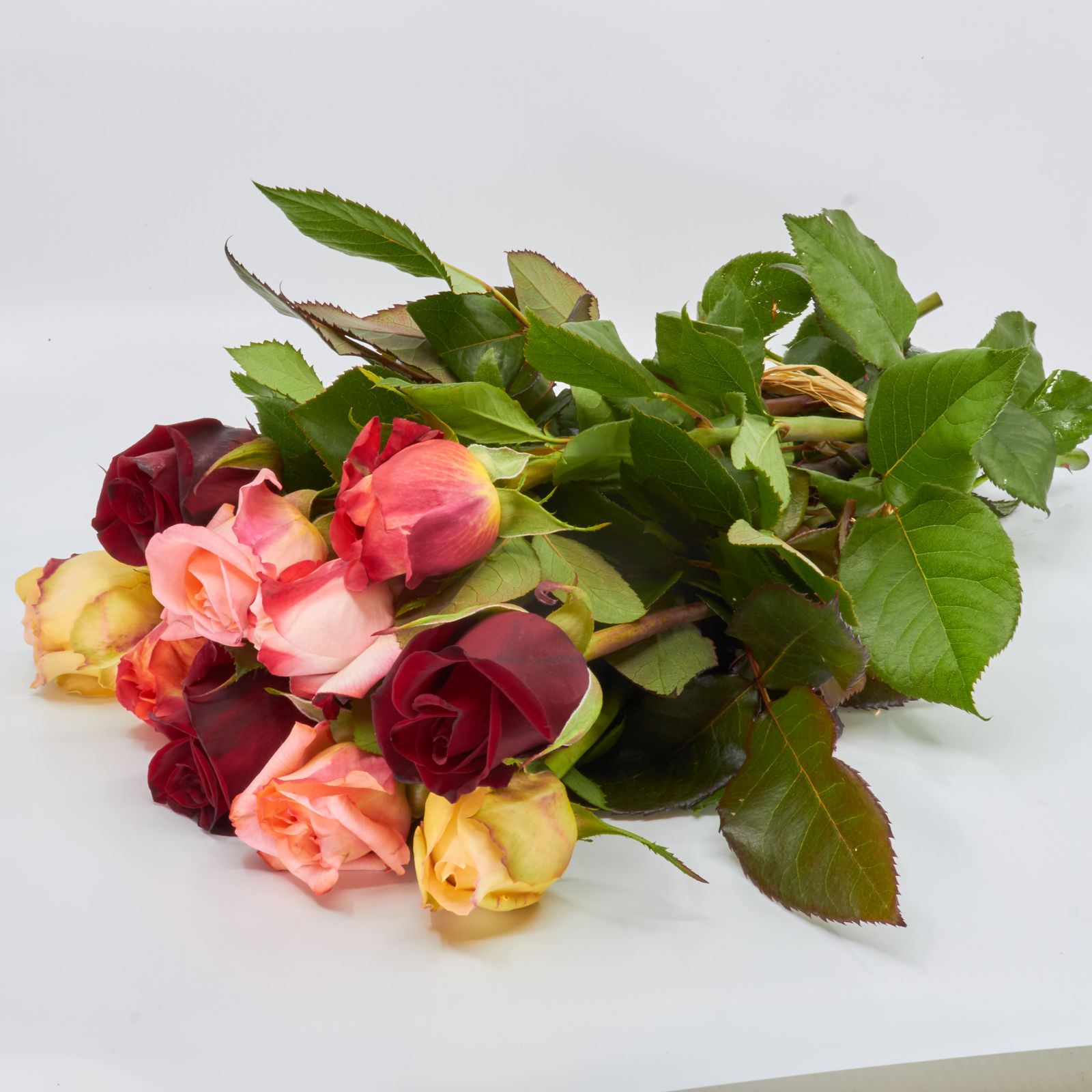 Freilandrose 'mix' 45cm 10er Bund