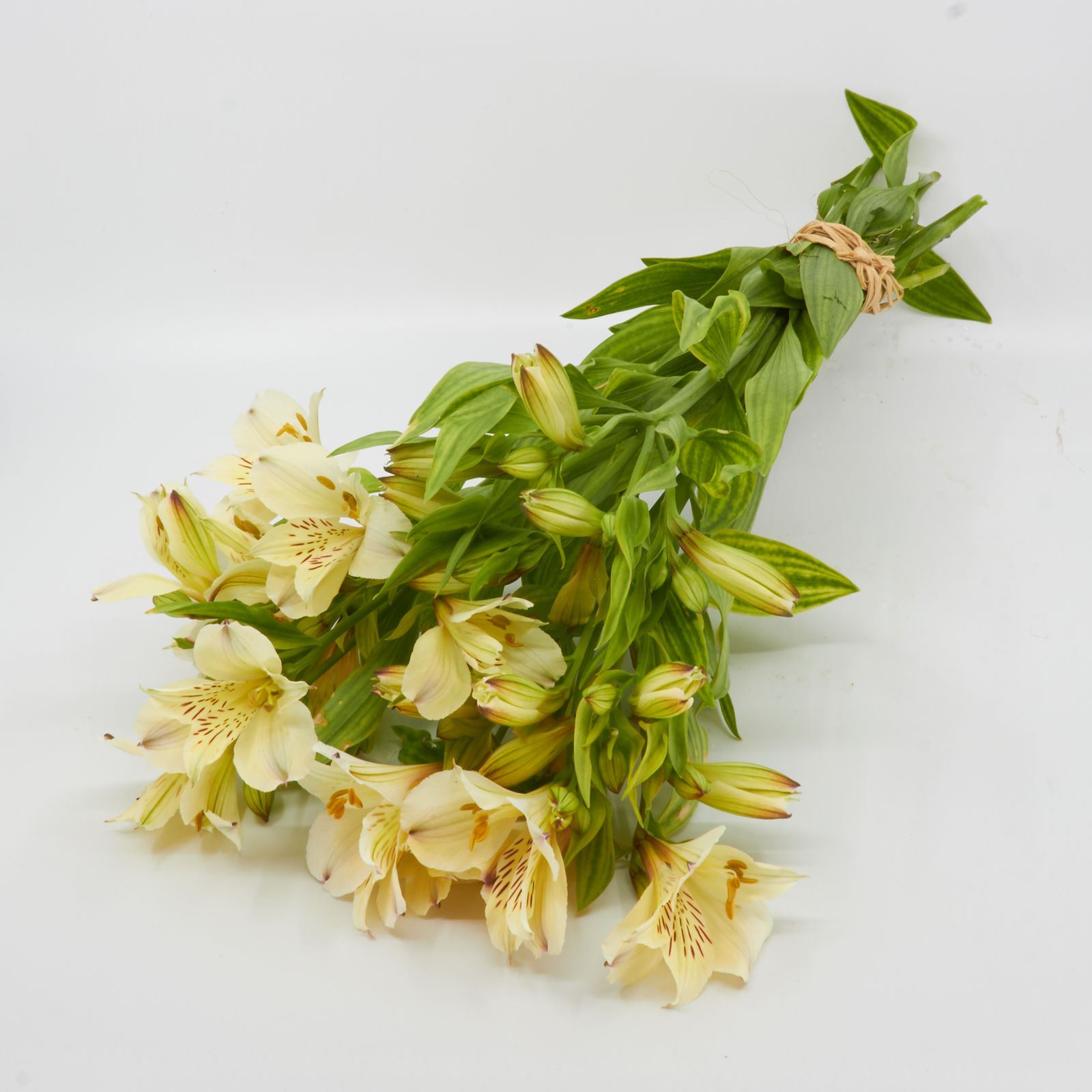 Freiland-Alstroemeria 'frisch vom Gärtner' weiss 7er Bund