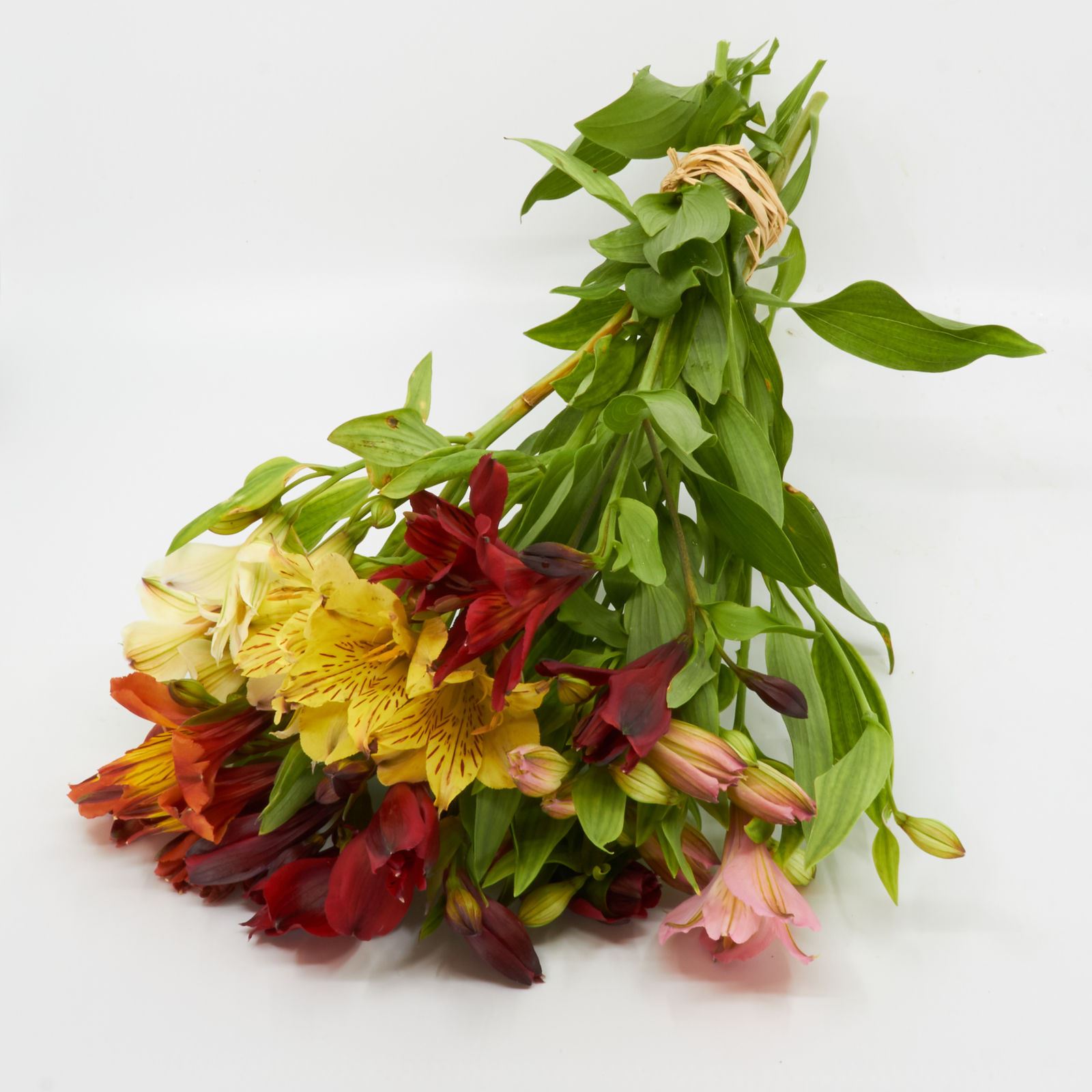 Freiland-Alstroemeria 'frisch vom Gärtner' mix 7er Bund