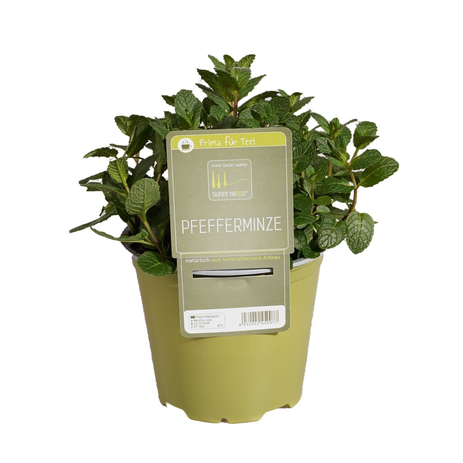 Menthe poivrée 'SunnyHerbs' en pot de 14cm