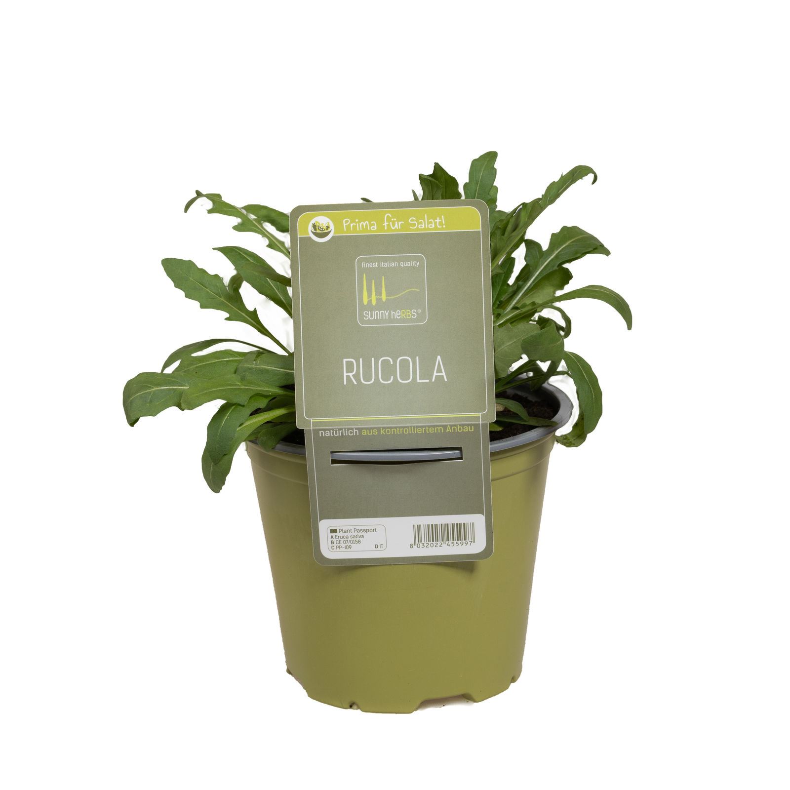 Roquette 'SunnyHerbs' en pot de 14cm