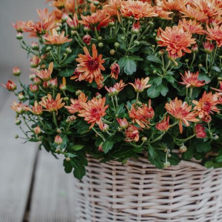 Chrysantheme Orange im Korb Ø ca.32 cm H ca.40 cm