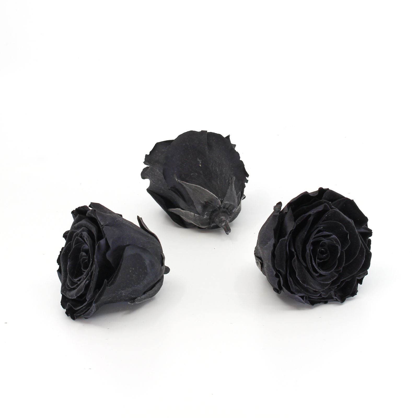 Rose lyophilisée 'noire' Ø6cm h5cm set de 3 pièces