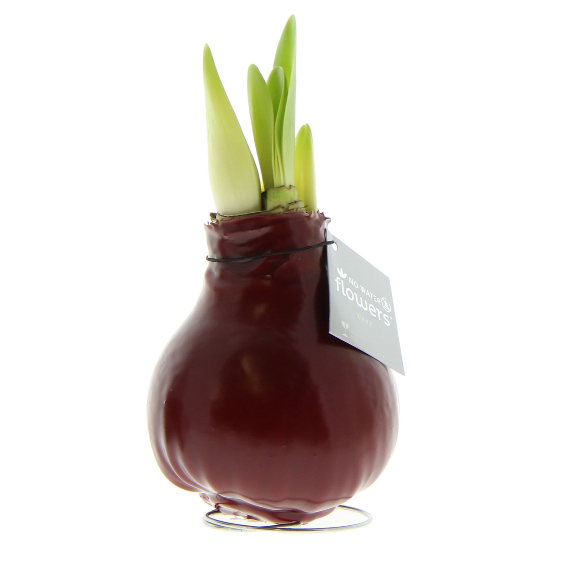 Amaryllis in bordeauxrotem Wachs